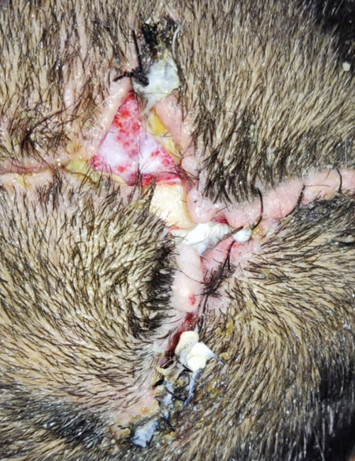 Head Wound After Treatment