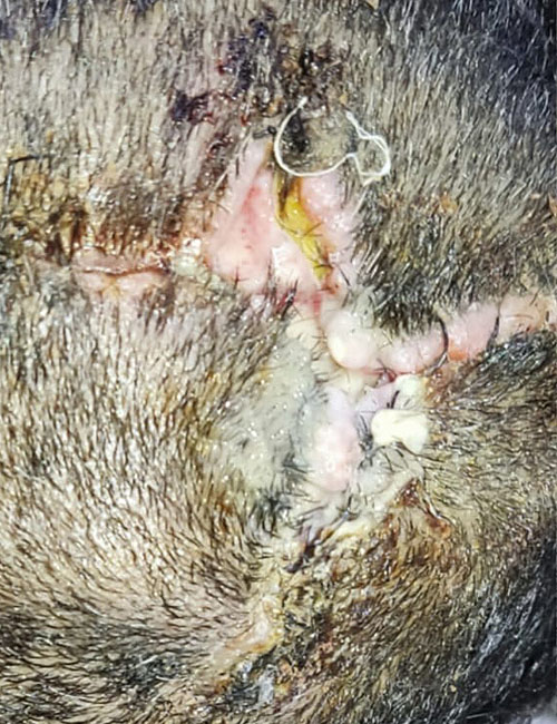 Head Wound Before Treatment